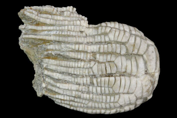 Fossil Crinoid (Zeacrinites) - Alabama #122379